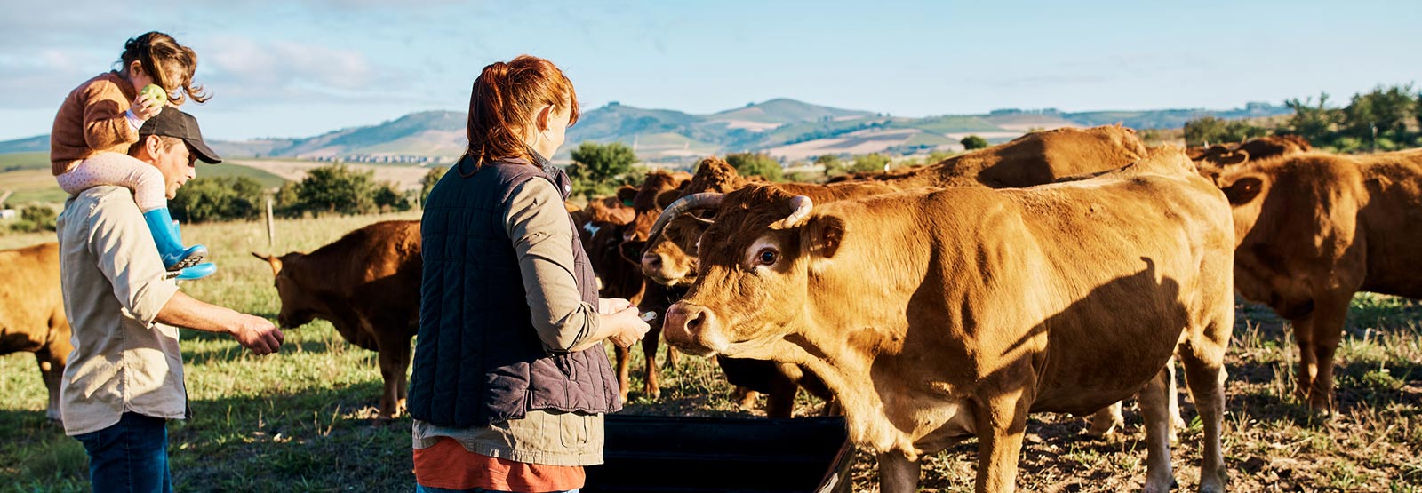 Farmers feeding their cows.